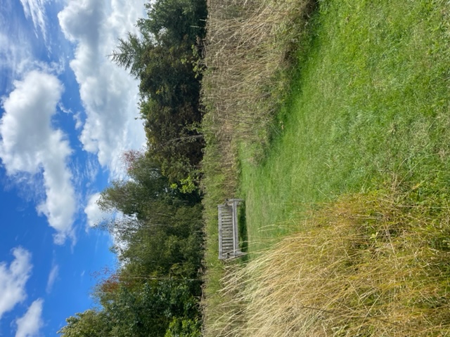 Wild grass area with one bench